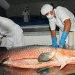 piraru
