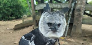 Gavião-real é resgatado pelo Ibama no Amazonas