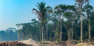 Operação combate garimpo ilegal no Parque Nacional dos Campos Amazônicos