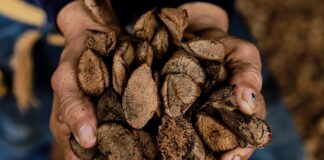 Cidade no Acre agora é a Capital Nacional da Castanha, estabelece lei