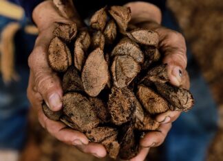 Cidade no Acre agora é a Capital Nacional da Castanha, estabelece lei