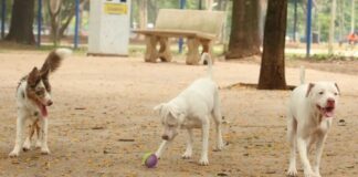 Saiba como funciona o SinPatinhas, novo RG Animal para cães e gatos