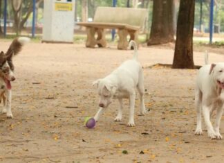 Saiba como funciona o SinPatinhas, novo RG Animal para cães e gatos