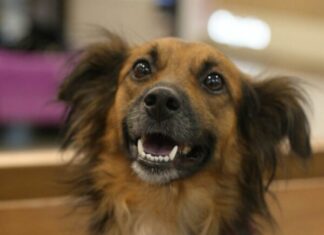 Shopping recebe evento de adoção de animais neste sábado