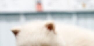 Empresa que disse ter recriado lobos admite que animais foram modificados