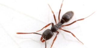 Praga invasora com veneno mortal se espalha pelos EUA e deixa cientistas em alerta