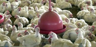 Três cidades do Brasil são alvo de investigação por gripe aviária; veja quais