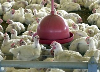 Três cidades do Brasil são alvo de investigação por gripe aviária; veja quais