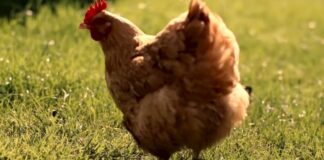Americanos estão alugando galinhas em meio a crise dos ovos nos EUA
