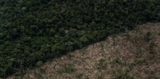 Amazonas é o estado que mais desmatou a Amazônia em abril deste ano, aponta Imazon