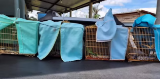 Três pessoas são autuadas por capturar pássaros ilegalmente no Amazonas