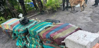 Mais de 860 kg de maconha tipo skunk são apreendidos no Amazonas