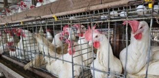 China, UE e Argentina suspendem compras de carne de frango do Brasil