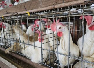 China, UE e Argentina suspendem compras de carne de frango do Brasil