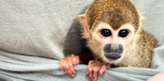 Operação combate turismo ilegal que cobrava R$ 20 por fotos com animais silvestres no AM