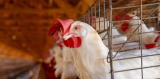 Caso de gripe aviária em aves domésticas é confirmado em Mato Grosso