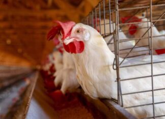 Caso de gripe aviária em aves domésticas é confirmado em Mato Grosso