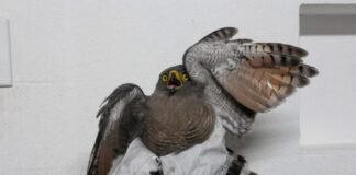 Gavião-carijó é resgatado em área próxima ao Sambódromo em Manaus