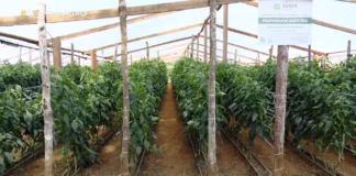 Agricultores do Amazonas investem em irrigação para garantir produtividade o ano inteiro