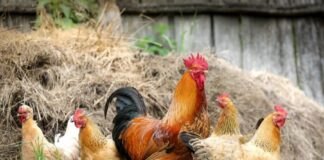 Goiás confirma 1º caso de gripe aviária em galinhas criadas em quintal
