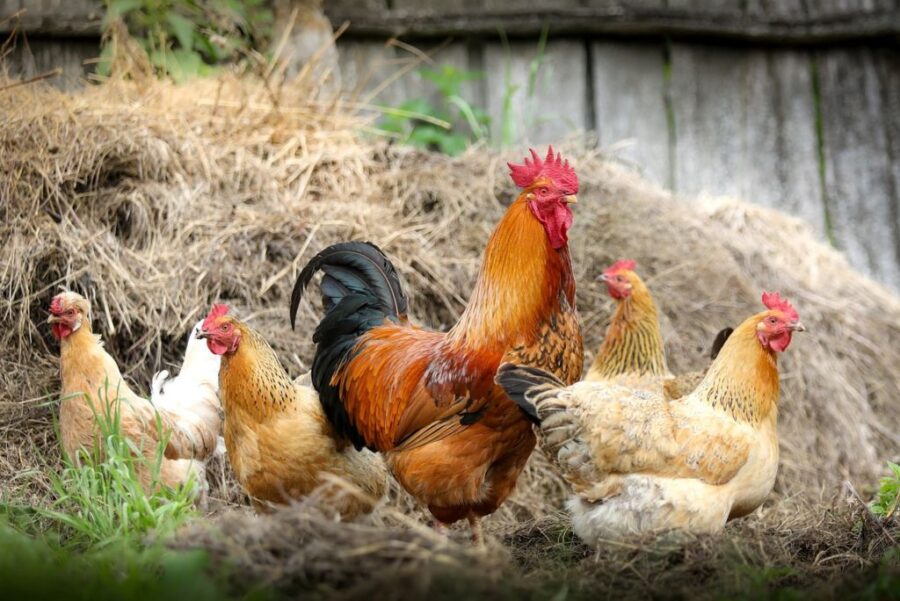 chickens-g440890e6e_1280-1024x684
