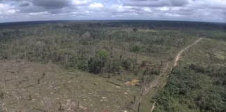 Ipaam aplica multa de R$ 5,4 milhões por desmatamento ilegal em área protegida no Amazonas