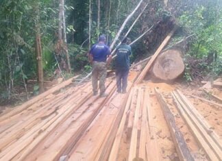 Ipaam aplica R$ 740 mil em multas por crimes ambientais próximos a Manaus