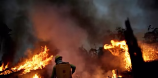 Amazonas registra redução nos desmatamentos e focos de calor em junho