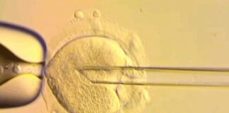 Bebês britânicos nascem com DNA de três pessoas para evitar doenças genéticas Genetica d24am 1024x679