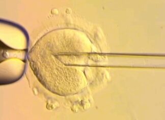 Bebês britânicos nascem com DNA de três pessoas para evitar doenças genéticas Genetica d24am 1024x679