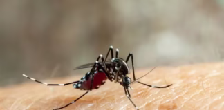 Manaus registra 1ª morte por dengue em 2025; é o 2º caso no AM neste ano, aponta FVS
