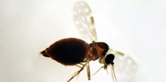 Antes restrita à Amazônia, febre oropouche se espalha pelo país Febre oropouche d24am 1024x613