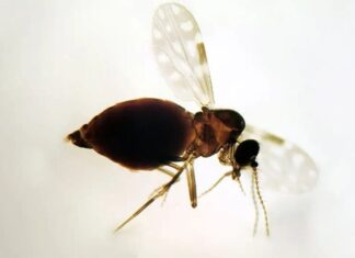 Antes restrita à Amazônia, febre oropouche se espalha pelo país Febre oropouche d24am 1024x613