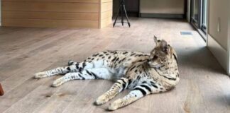 Gato do Oruam pode custar até R$ 120 mil e já arranhou rosto do rapper Gato de oruam d24am 1024x556