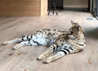 Gato do Oruam pode custar até R$ 120 mil e já arranhou rosto do rapper Gato de oruam d24am 1024x556