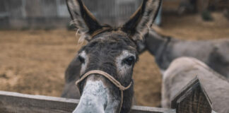 Jumento brasileiro pode desaparecer do país até 2030, alertam especialistas