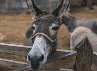 Jumento brasileiro pode desaparecer do país até 2030, alertam especialistas
