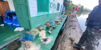 Cerca de 24 quelônios são apreendidos sendo transportados ilegalmente em canoas no interior do AM Whatsapp image 2025 07 24 at 11.22.38