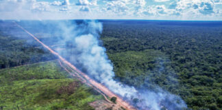Veto de Lula contra liberação da BR-319 terá reação no Senado Default