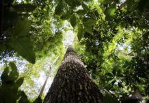 Países defendem fundo florestal com recursos carimbados para indígenas Floresta amazônica