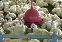 Chile e Arábia Saudita retiram restrição à carne de frango do Brasil Frangos d24am 1024x605