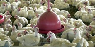 Chile e Arábia Saudita retiram restrição à carne de frango do Brasil Frangos d24am 1024x605