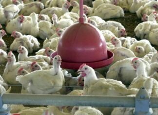 Chile e Arábia Saudita retiram restrição à carne de frango do Brasil Frangos d24am 1024x605