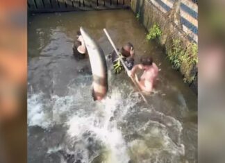 Ibama pode multar influencer Jon Vlogs após pulo em vivero de pirarucus no AM Jon vlogs pirarucus d24am