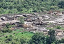 Dois municípios do Amazonas lideram desmatamento na Amazônia em 2024, aponta Imazon Madeira ilegal amazonas