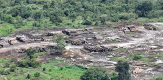 Dois municípios do Amazonas lideram desmatamento na Amazônia em 2024, aponta Imazon Madeira ilegal amazonas