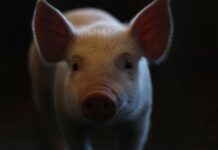 Pela primeira vez, humano recebe pulmão de porco com morte cerebral Porco d24am 1 1024x659