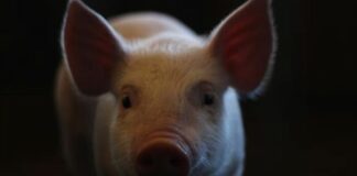 Pela primeira vez, humano recebe pulmão de porco com morte cerebral Porco d24am 1 1024x659