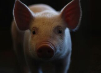 Pela primeira vez, humano recebe pulmão de porco com morte cerebral Porco d24am 1 1024x659