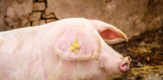 MP aciona empresa de suínos por risco sanitário e ameaça à saúde pública Suinos d24am 1024x678